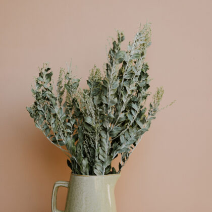 Silver Acacia