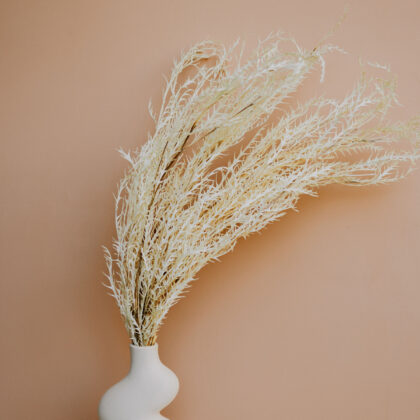 Bleached Grevillea