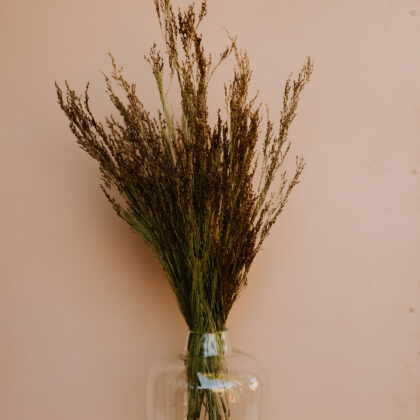 Reed Grass
