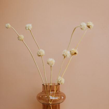 Bleached Leonotis