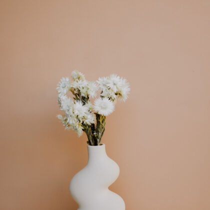 White Everlastings
