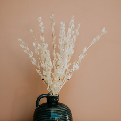 Bleached Lunaria