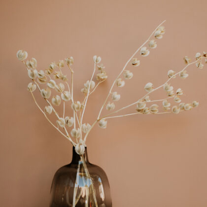 Bleached Physalis